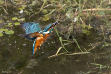 Ijsvogel opvliegend met visje 120x80cm